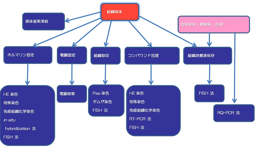 組織診断の画像